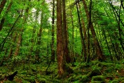 世界短跑社区导师扶持计划第71批成果案例集上线，世界短跑选手排名